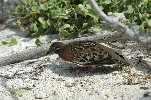 Dove, Galapagos, 2004-11045647